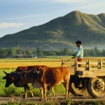 Trung Quốc: Gần một nửa nông dân bị thu hồi đất